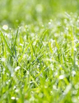 Gnojivo za travu je hrana vašeg travnjaka