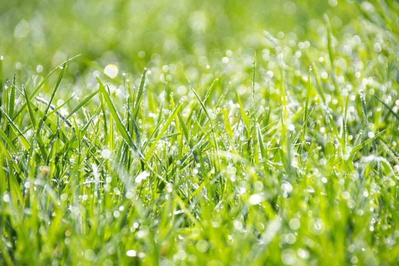 Gnojivo za travu bit će odlična podrška rastu vašeg lijepog zelenog tepiha